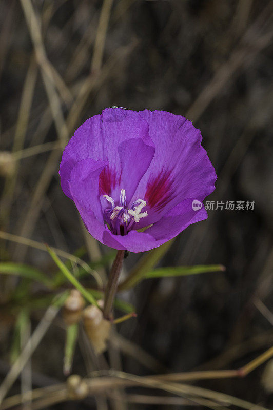 山字草紫竹ssp。Modini Mayacamas保护区，索诺马县，加利福尼亚州。马亚卡马斯山脉。